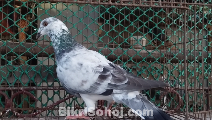 হাফসান গ্রিজেল নর কবুতর